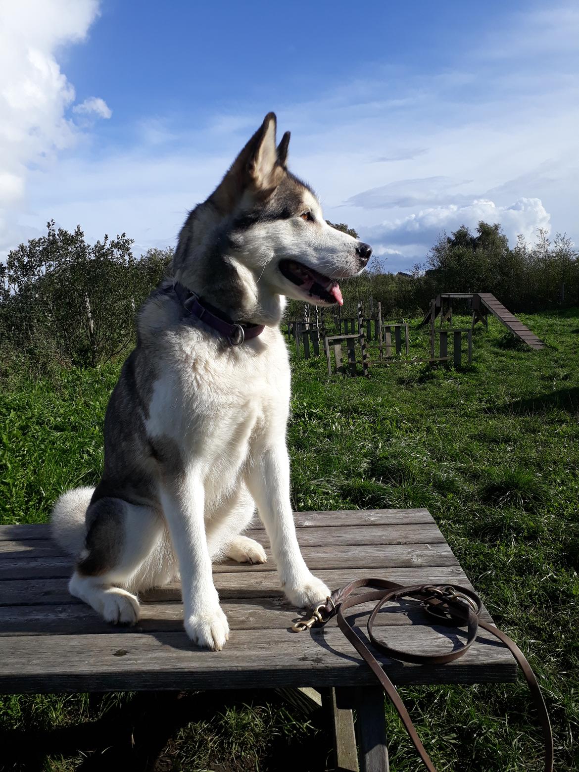 Alaskan malamute Riina (himmelhund) billede 26