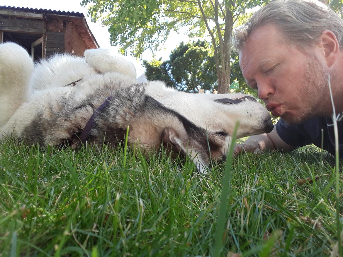 Alaskan malamute Riina (himmelhund) billede 29