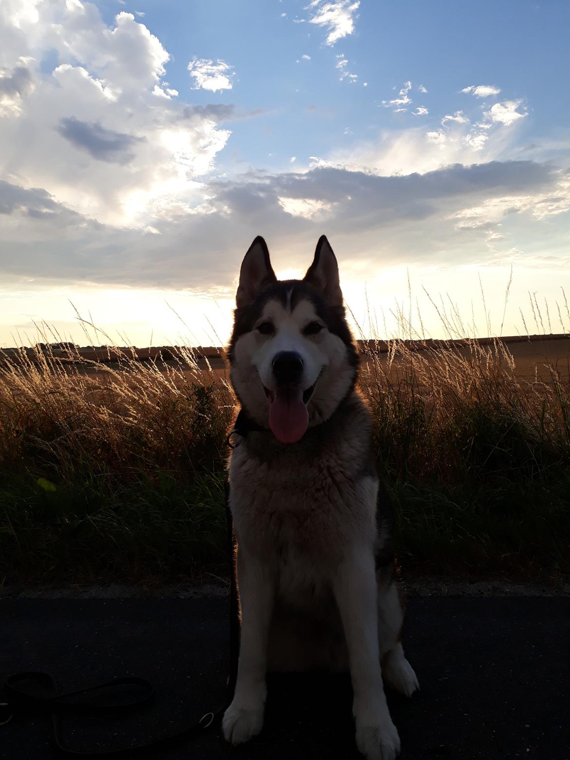 Alaskan malamute Riina (himmelhund) billede 31