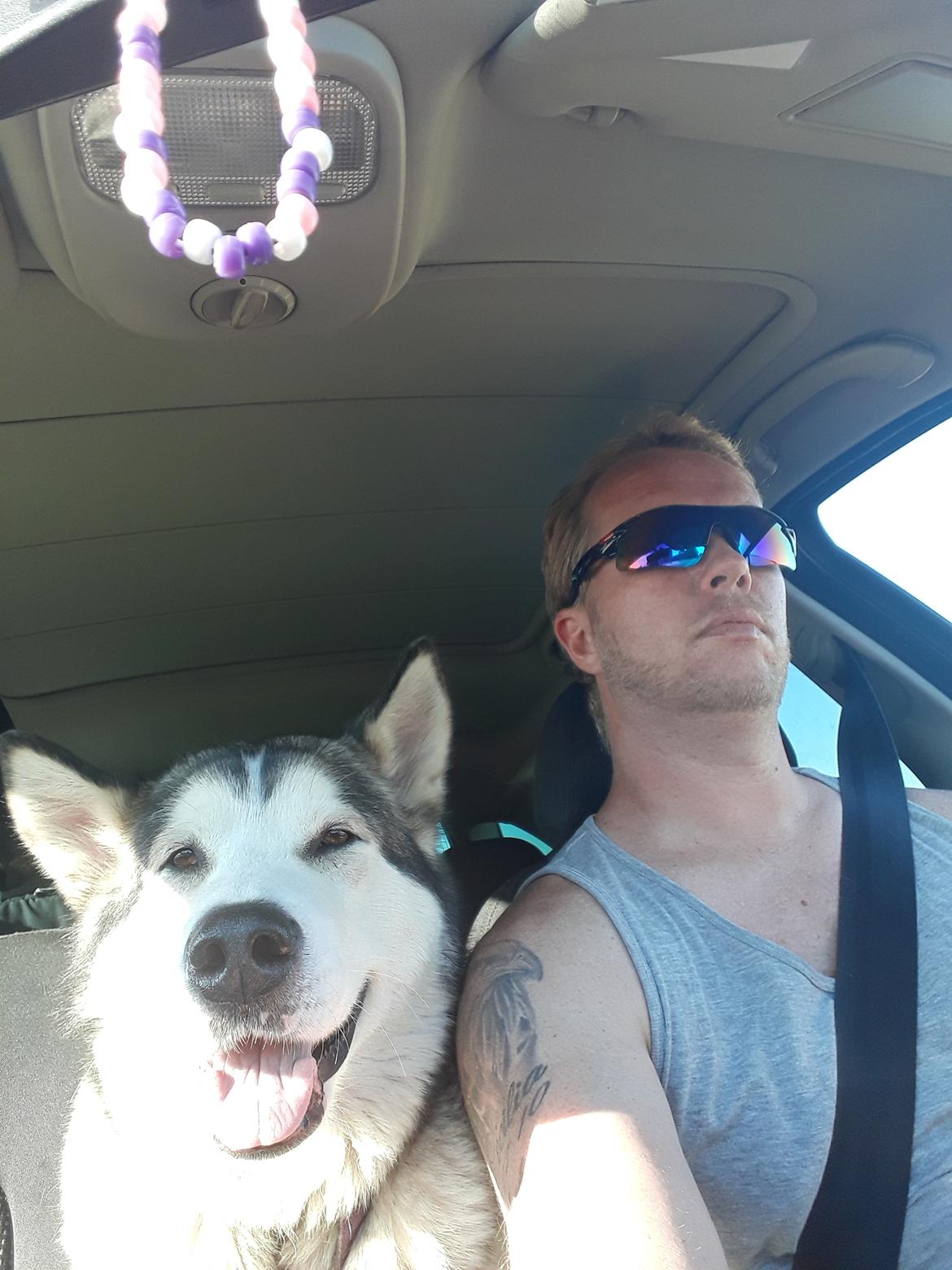 Alaskan malamute Riina (himmelhund) billede 30