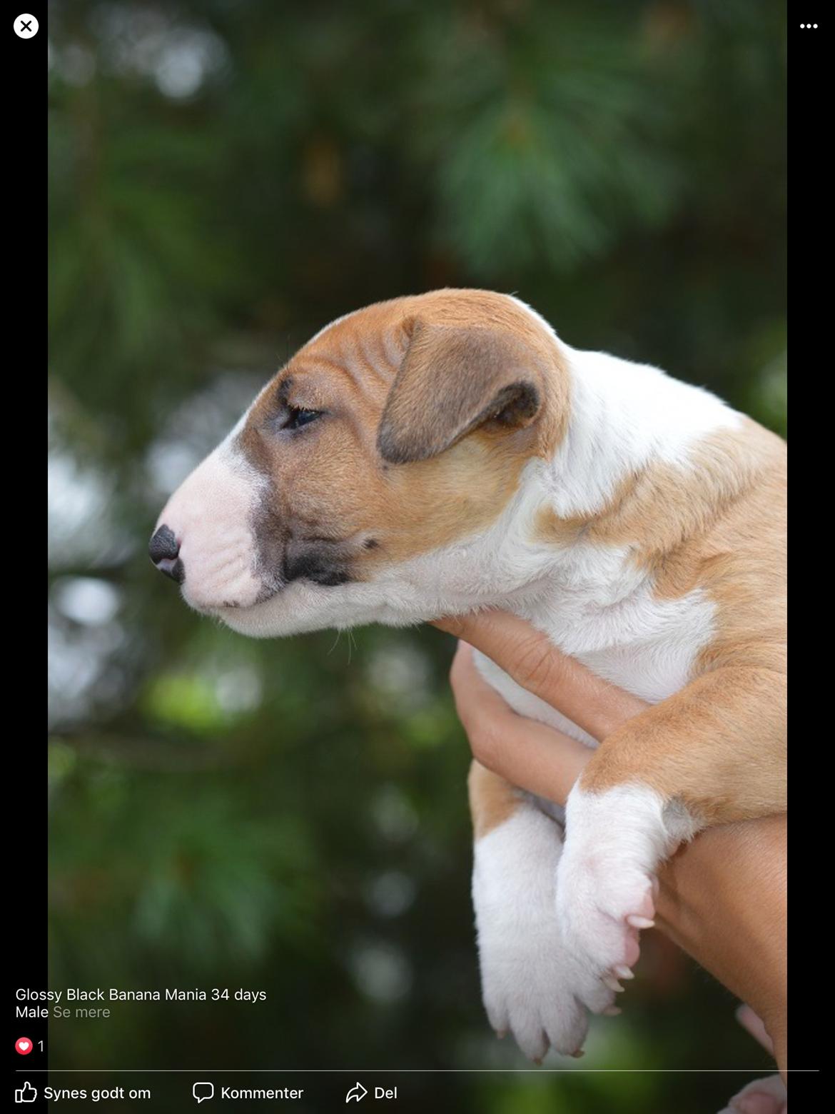 Bullterrier miniature Glossy Black Banana Mania aka Joey billede 3