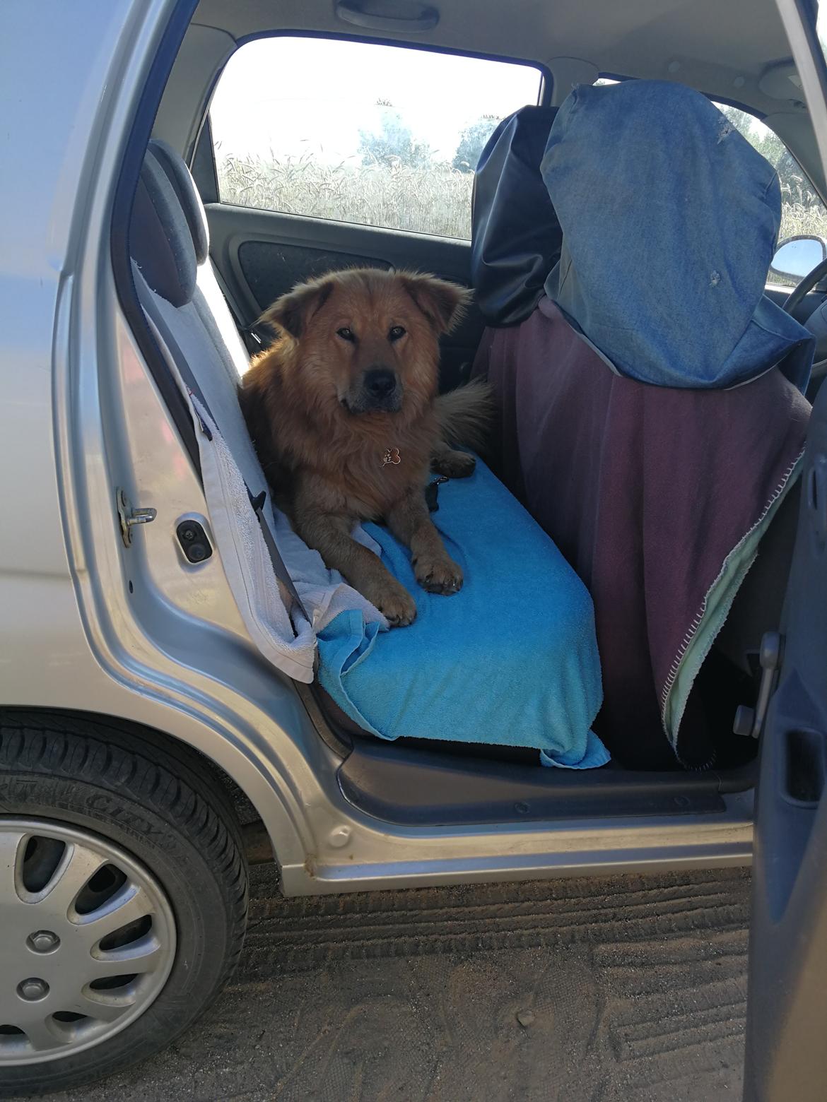 Blanding af racer Samson  billede 1