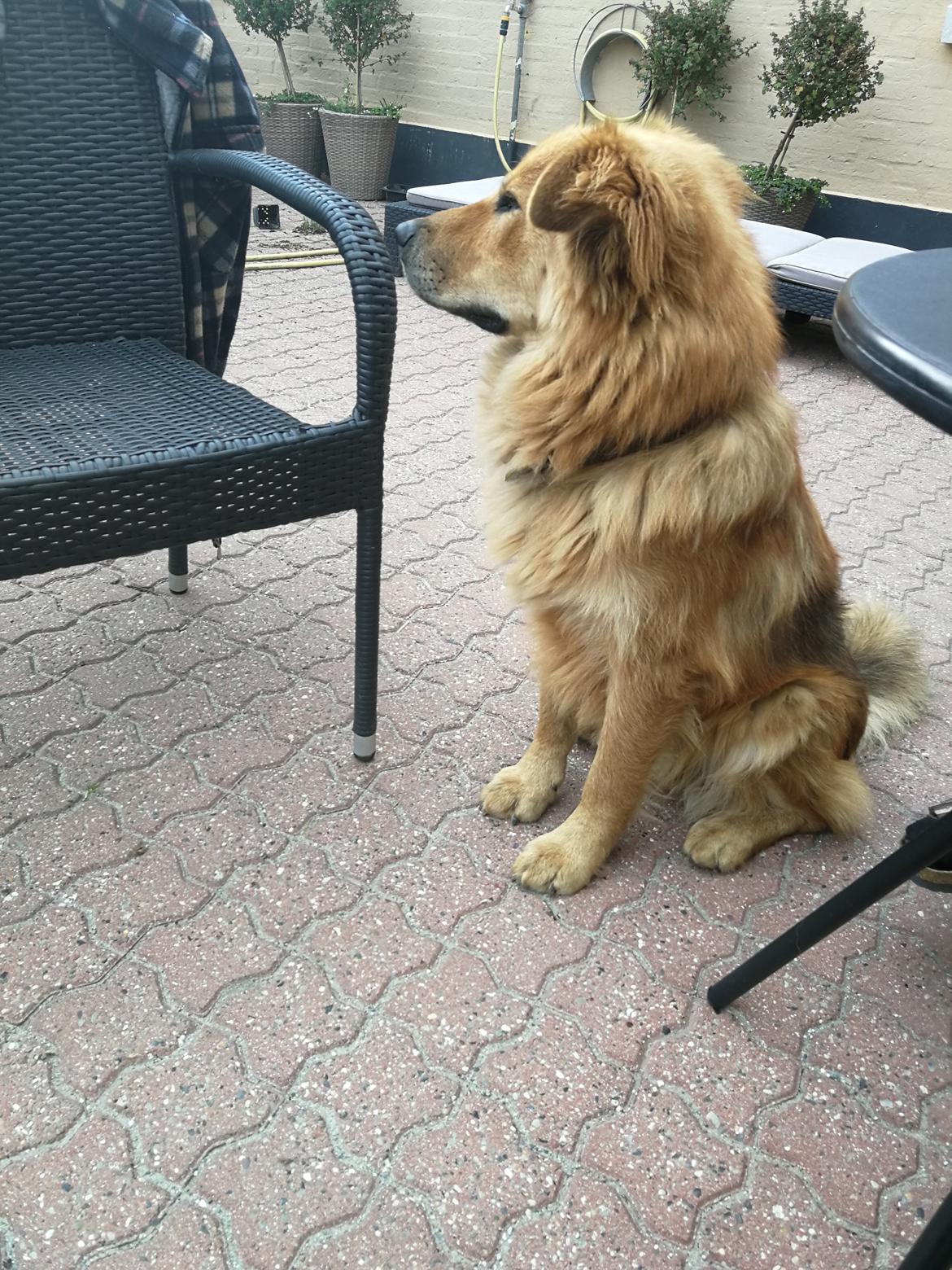 Blanding af racer Samson  billede 5