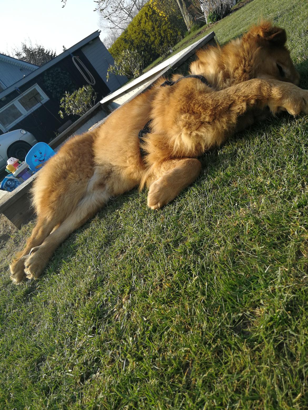 Blanding af racer Samson  billede 14