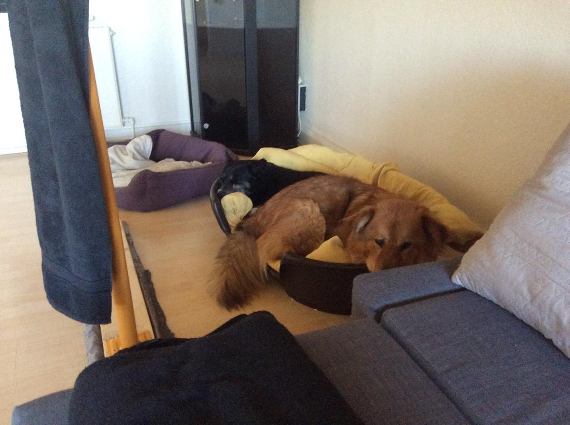 Blanding af racer Samson  billede 17