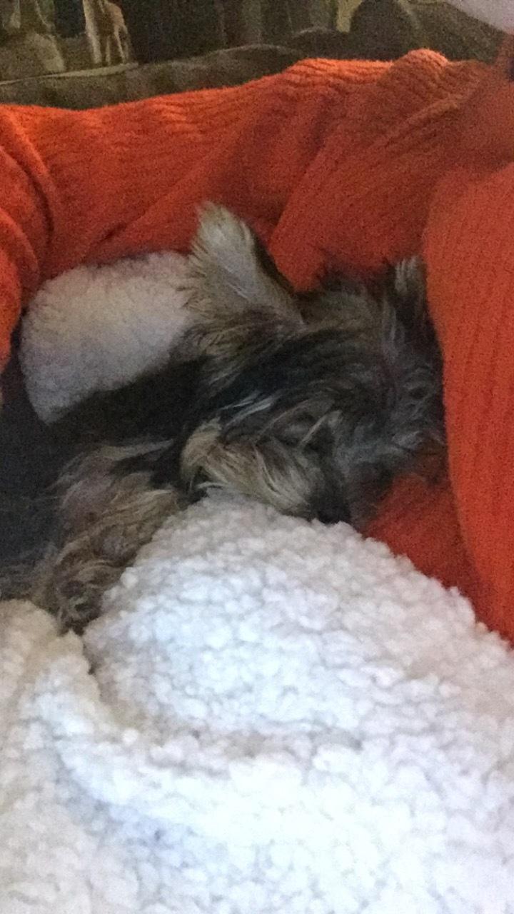 Yorkshire terrier Kenya billede 2