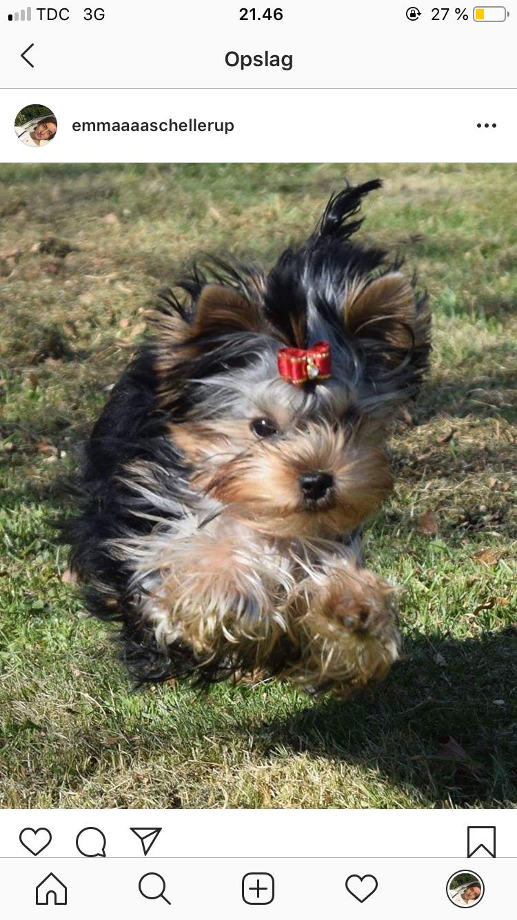 Yorkshire terrier Kenya billede 3