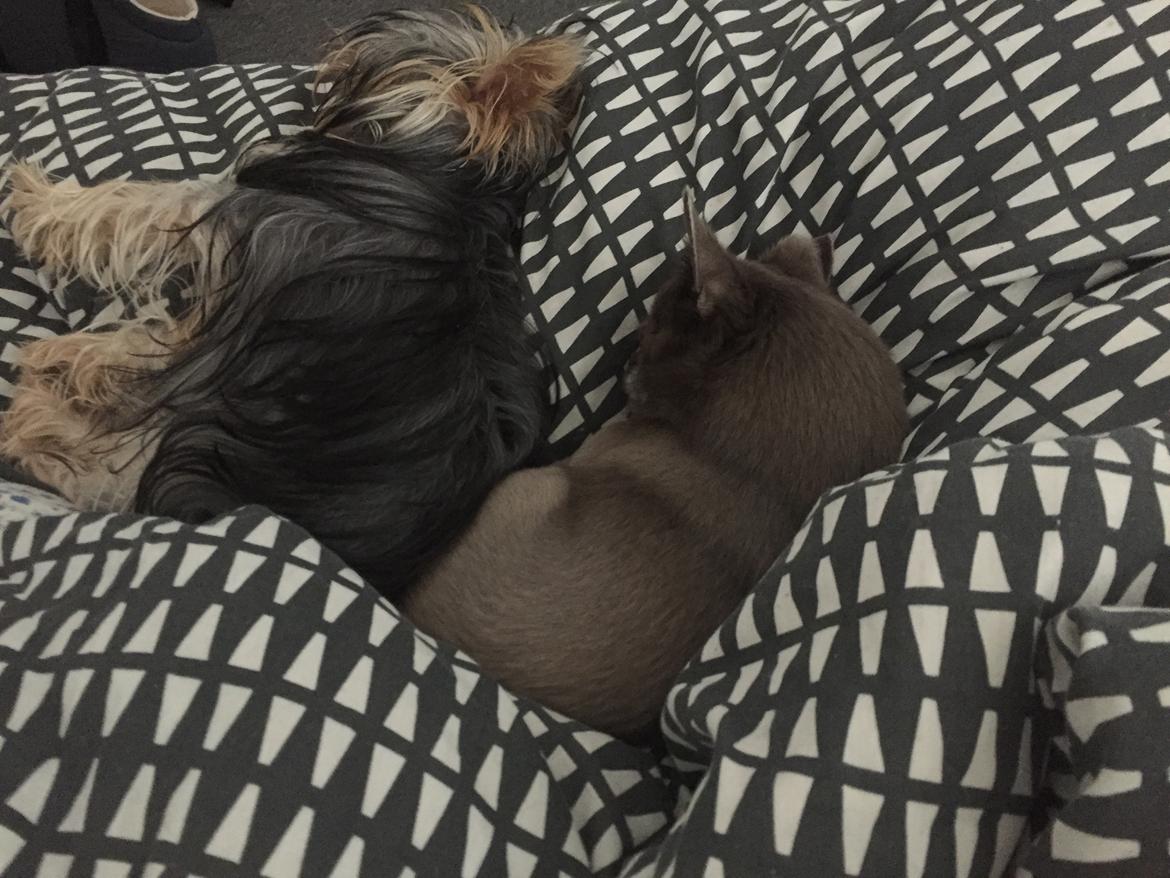 Yorkshire terrier Kenya billede 4