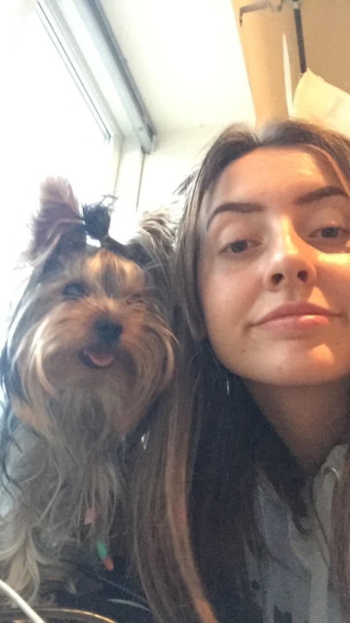 Yorkshire terrier Kenya billede 5