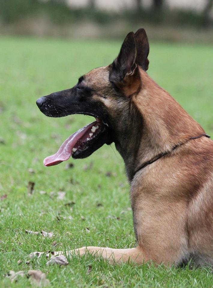 Malinois IGP3 Czhaplin Codi-Fin - over regnbuen billede 1