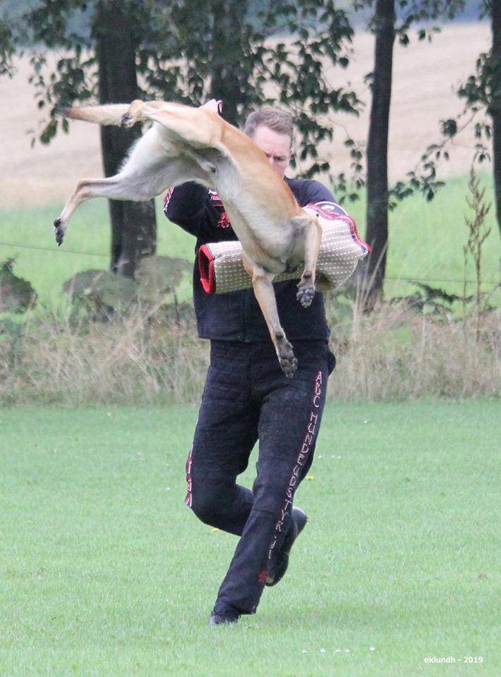 Malinois IGP3 Czhaplin Codi-Fin - over regnbuen billede 2