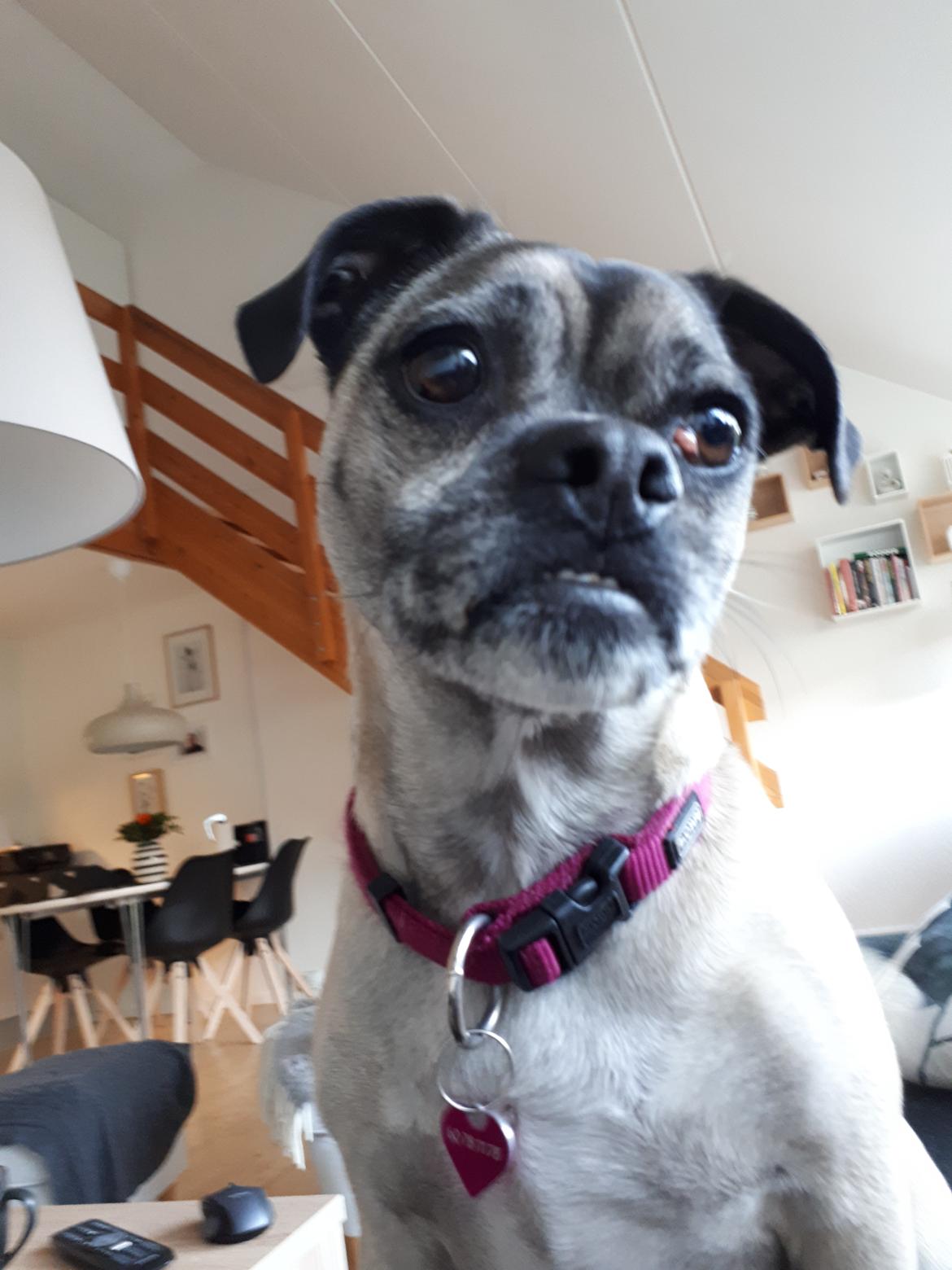 Mops LAIKA billede 1