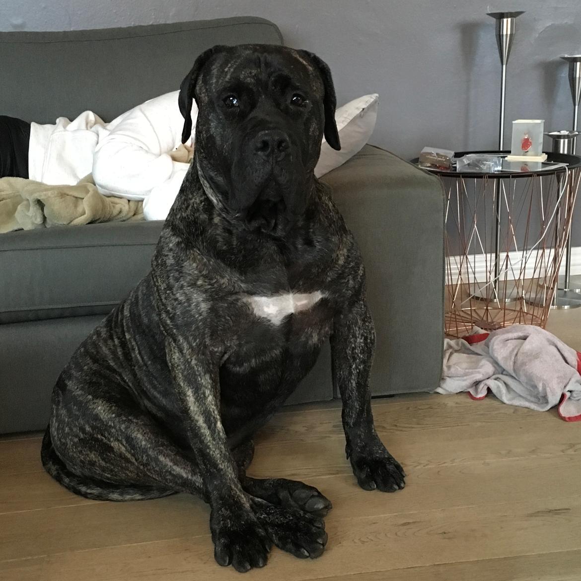 Dogo canario Tacano billede 2