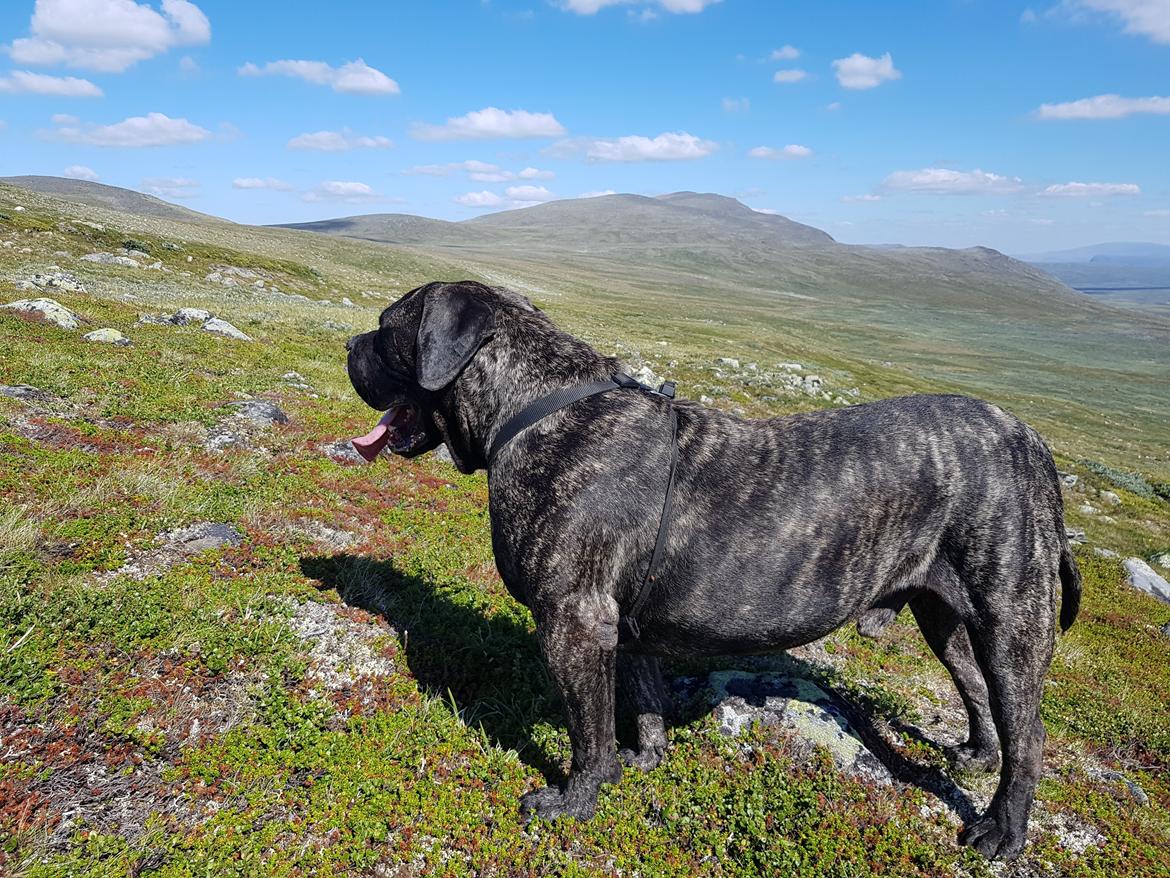 Dogo canario Tacano billede 1