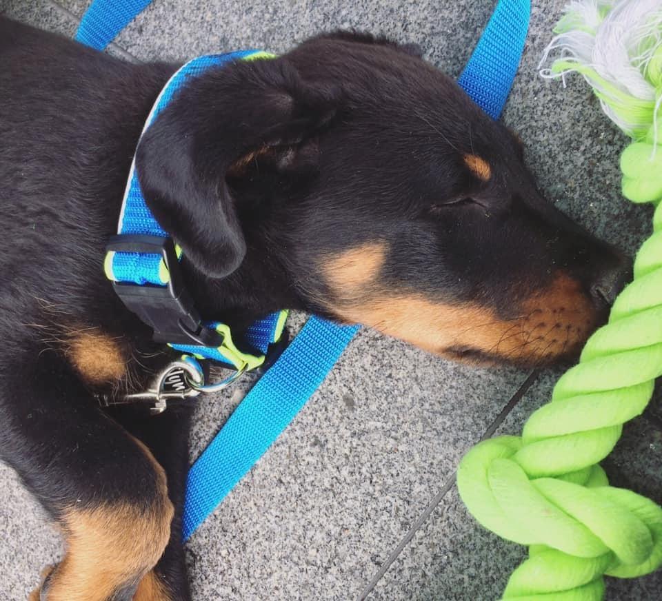 Beauceron Flynn billede 5