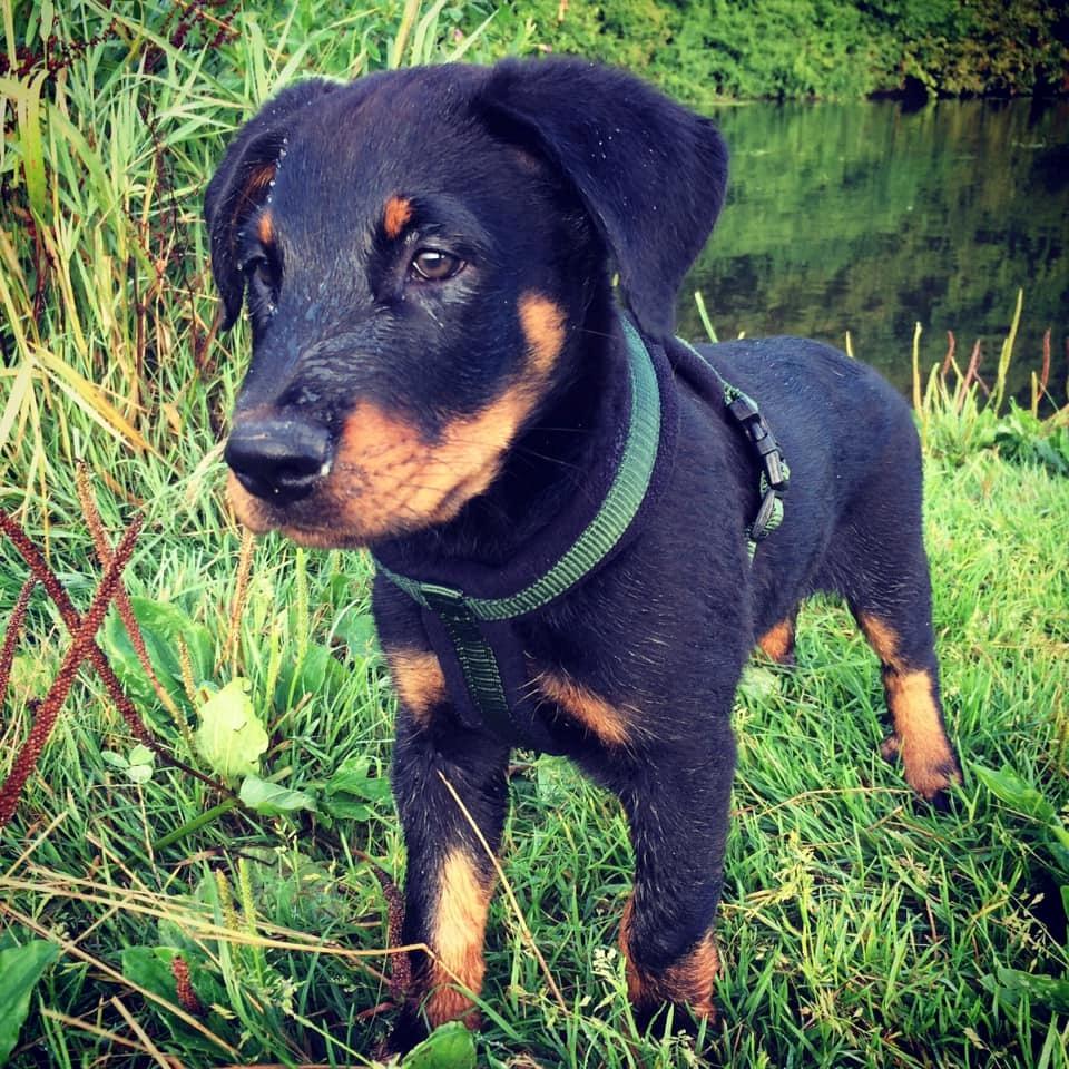 Beauceron Flynn billede 7