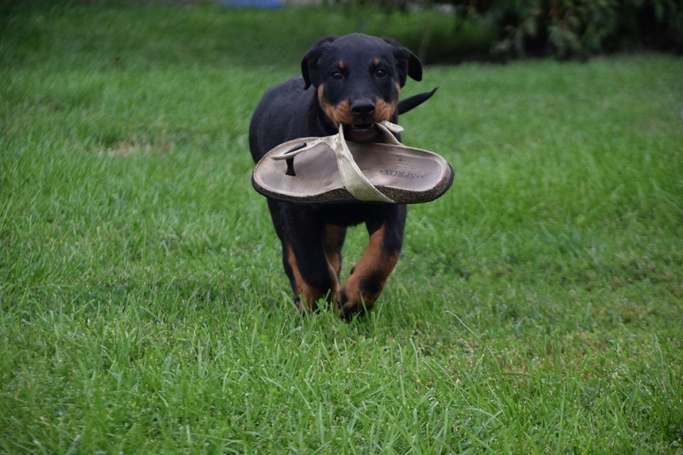 Beauceron Flynn billede 6