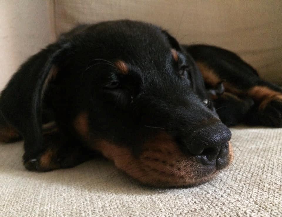 Beauceron Flynn billede 8