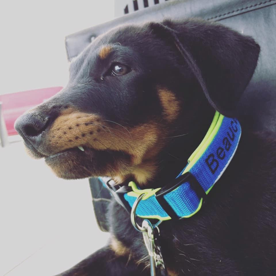 Beauceron Flynn billede 9