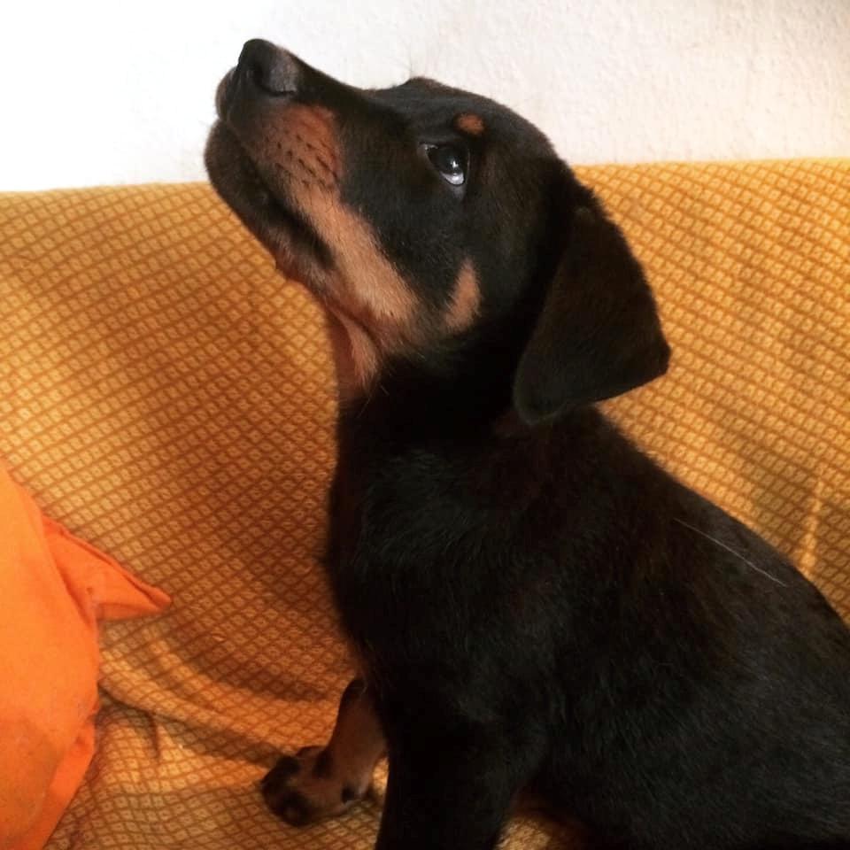 Beauceron Flynn billede 10