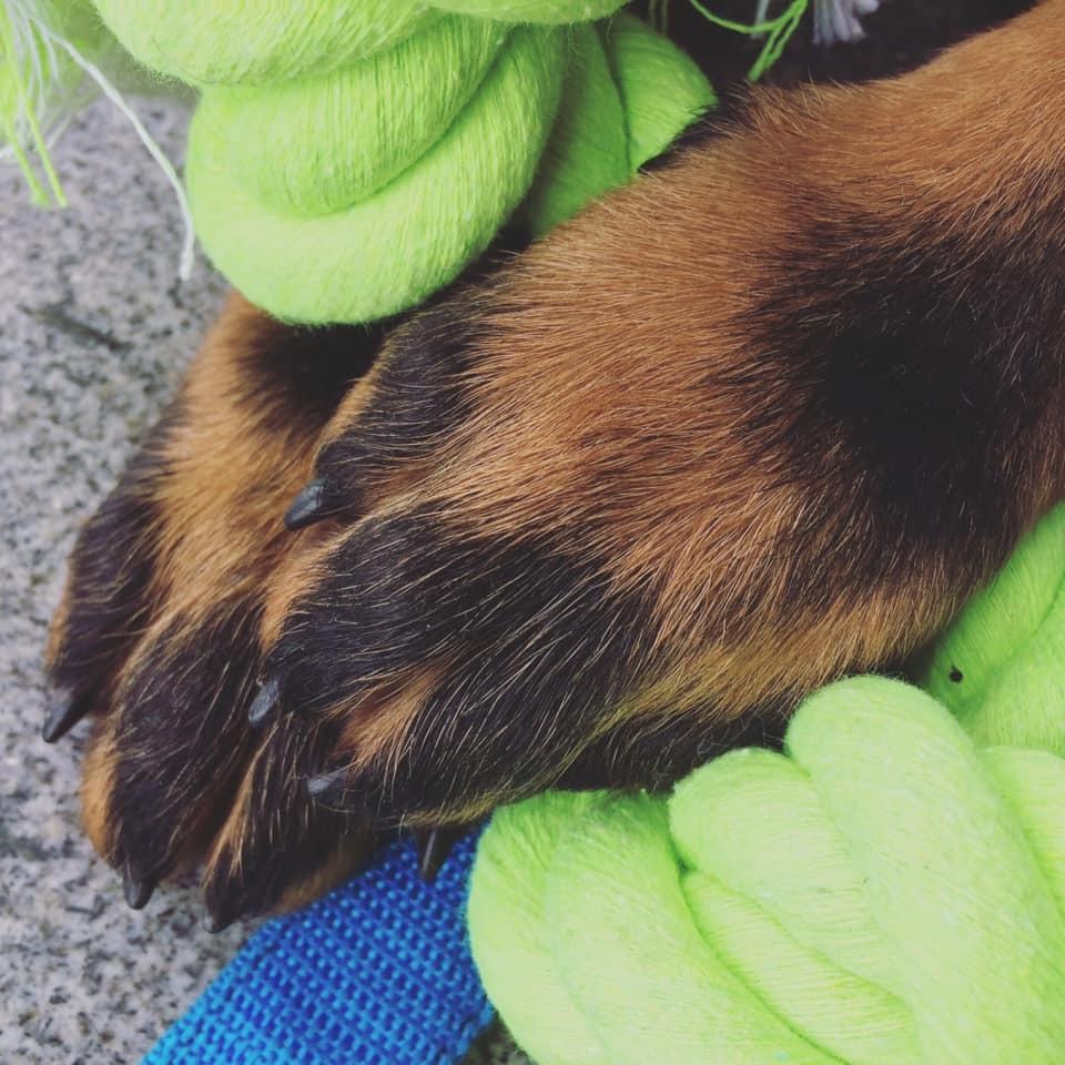 Beauceron Flynn billede 4