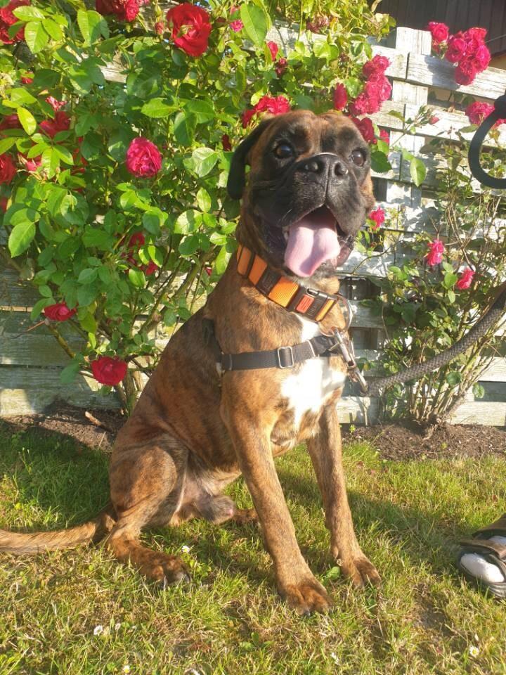 Boxer Buster baby billede 13