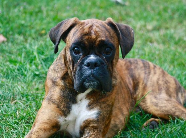 Boxer Buster baby billede 15