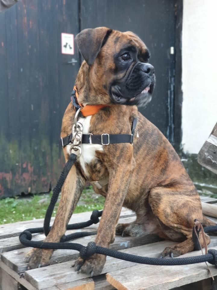 Boxer Buster baby billede 14