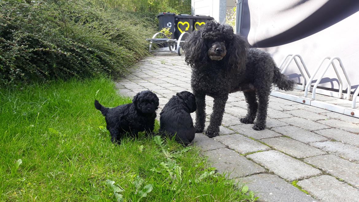 Dværgpuddel Daisy (Kennel-navn: "Vickys Beatrix") billede 16