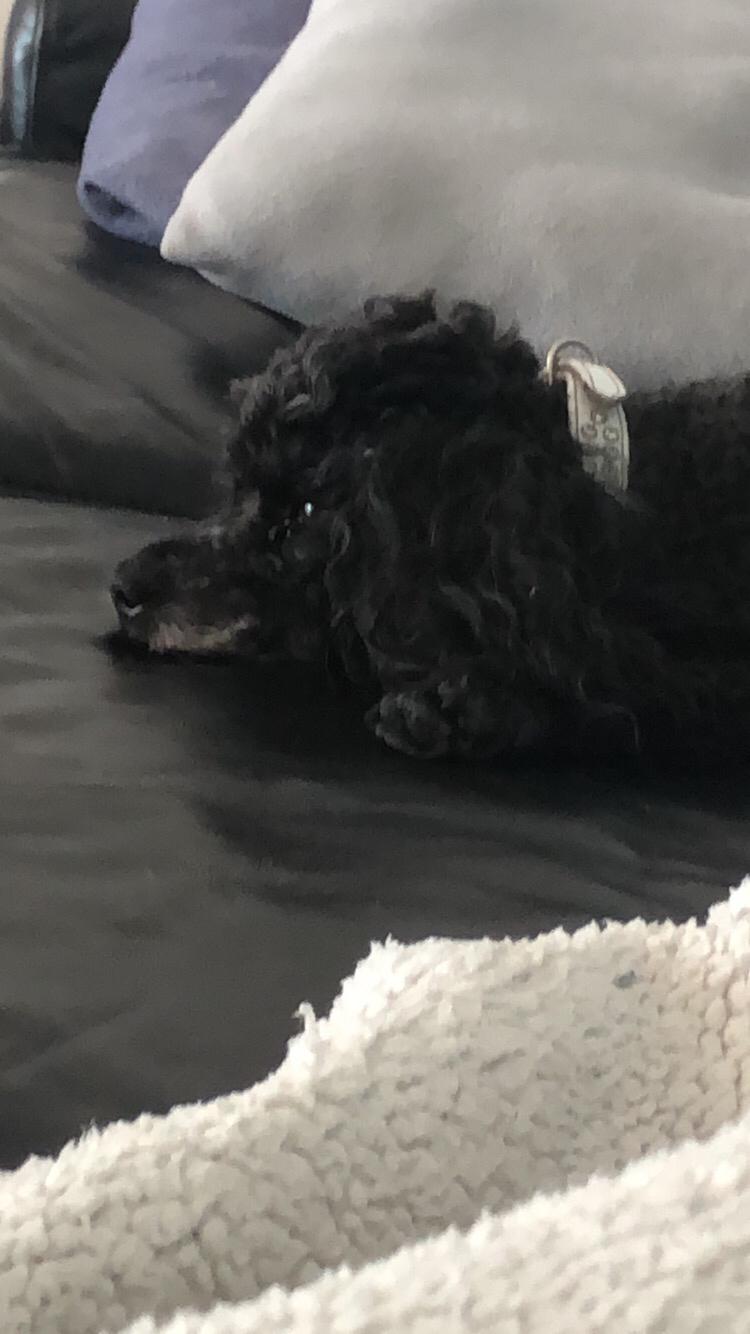 Dværgpuddel Daisy (Kennel-navn: "Vickys Beatrix") billede 1