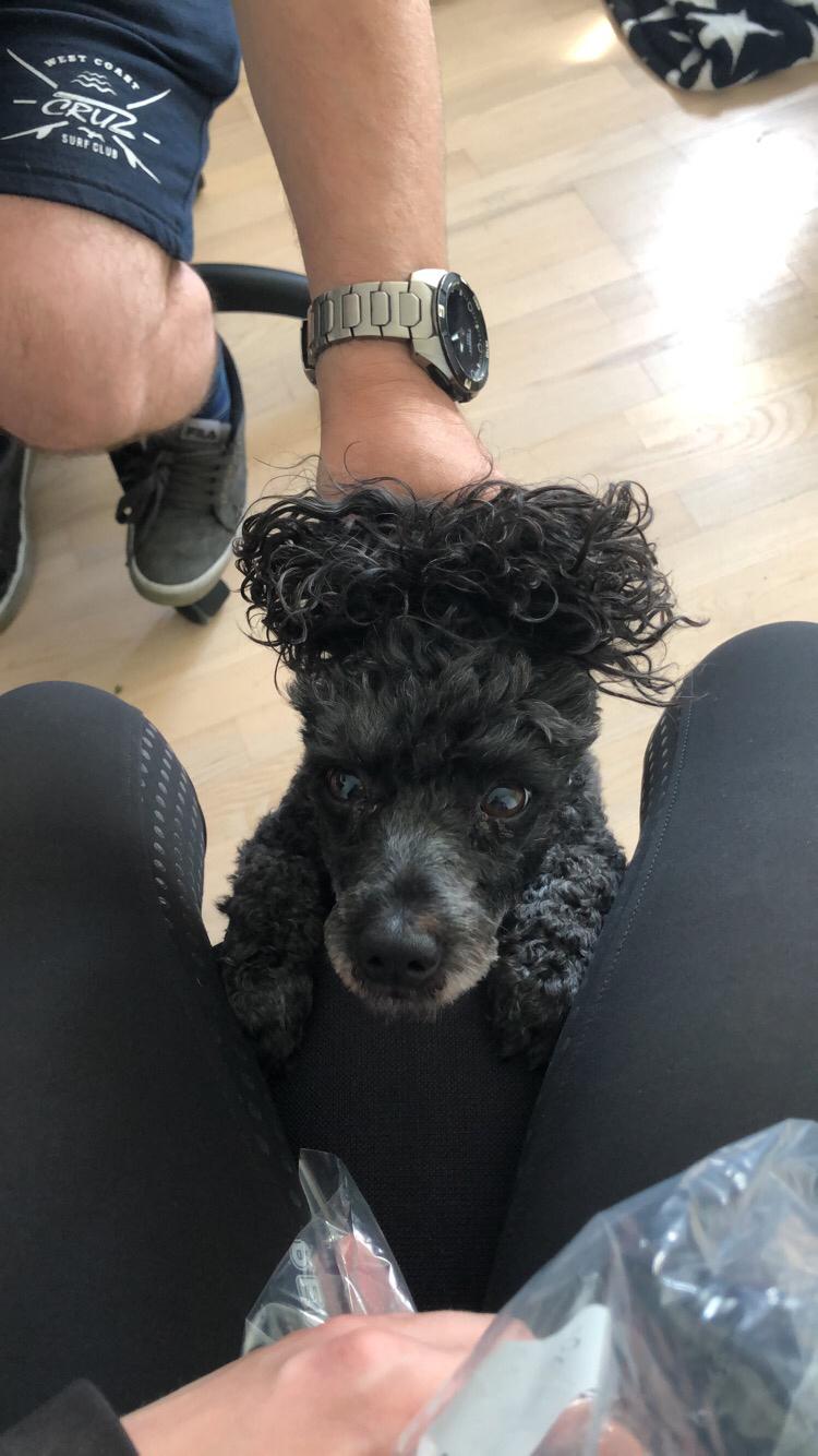 Dværgpuddel Daisy (Kennel-navn: "Vickys Beatrix") billede 2