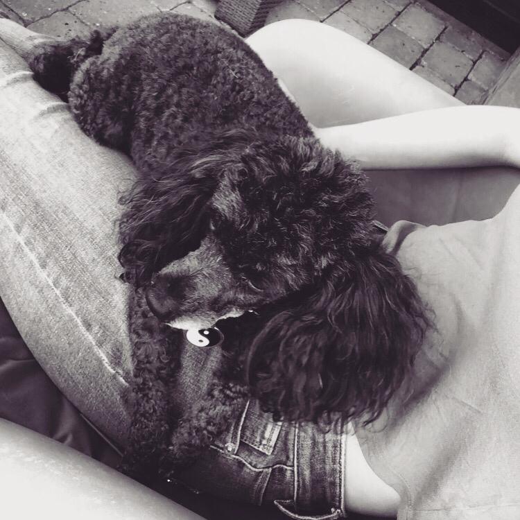 Dværgpuddel Daisy (Kennel-navn: "Vickys Beatrix") billede 3