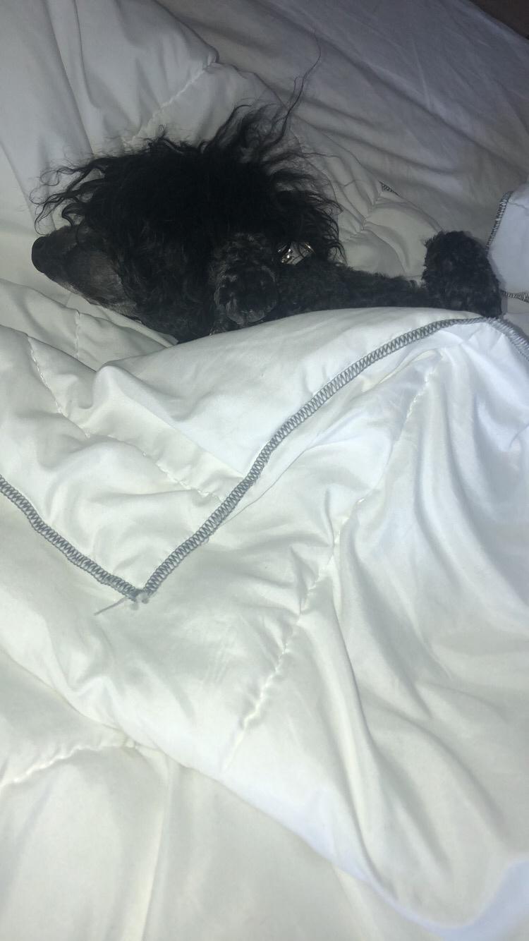 Dværgpuddel Daisy (Kennel-navn: "Vickys Beatrix") billede 5