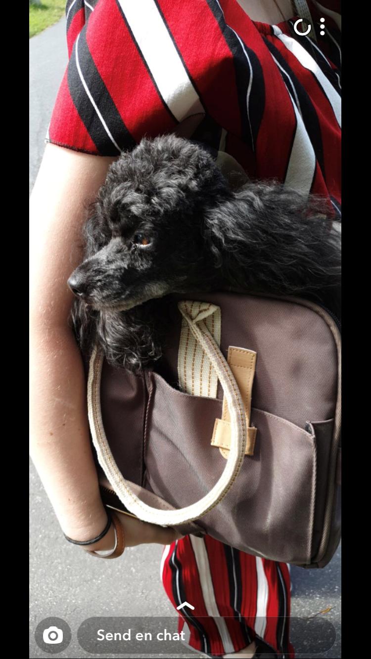 Dværgpuddel Daisy (Kennel-navn: "Vickys Beatrix") billede 4