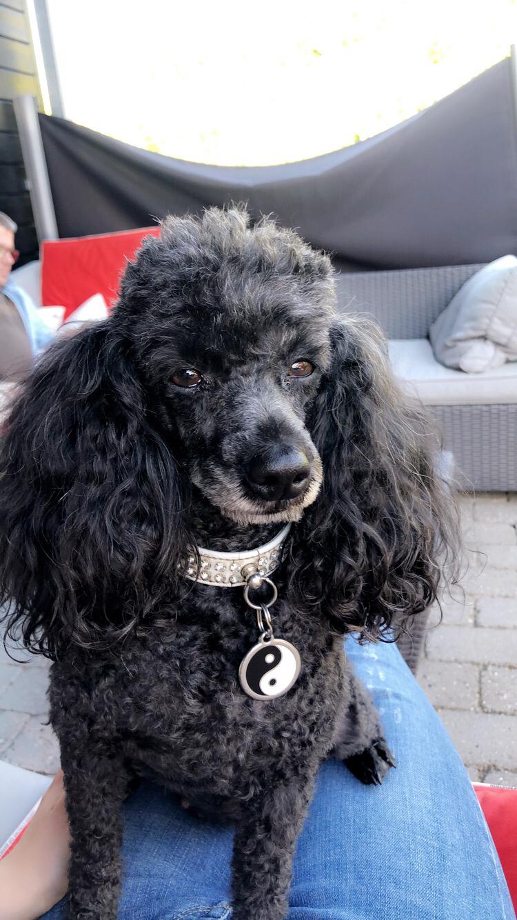 Dværgpuddel Daisy (Kennel-navn: "Vickys Beatrix") billede 8