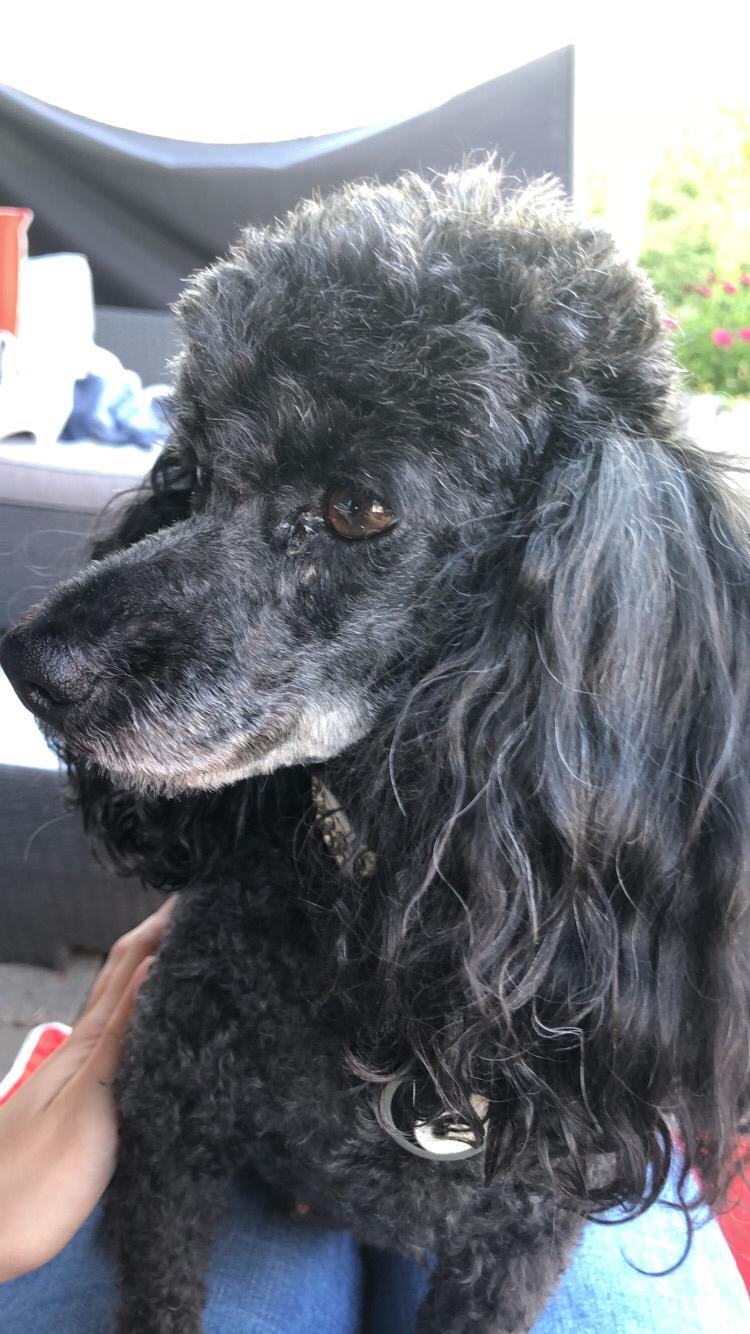 Dværgpuddel Daisy (Kennel-navn: "Vickys Beatrix") billede 9