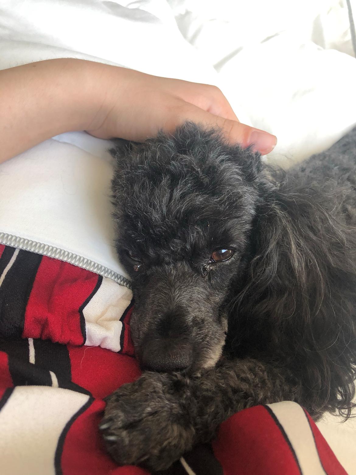 Dværgpuddel Daisy (Kennel-navn: "Vickys Beatrix") billede 7