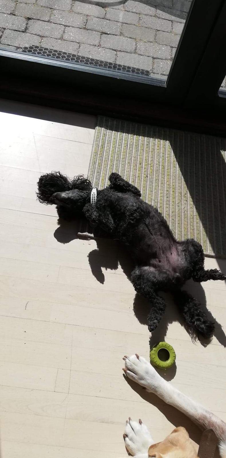 Dværgpuddel Daisy (Kennel-navn: "Vickys Beatrix") billede 11