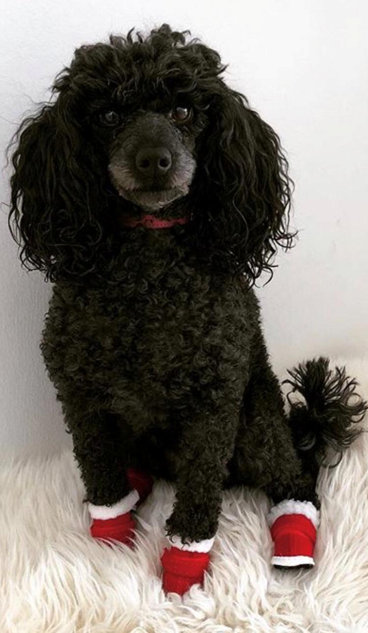 Dværgpuddel Daisy (Kennel-navn: "Vickys Beatrix") billede 12