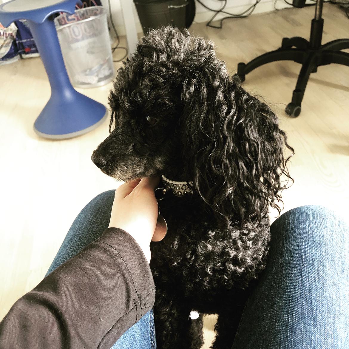 Dværgpuddel Daisy (Kennel-navn: "Vickys Beatrix") billede 10