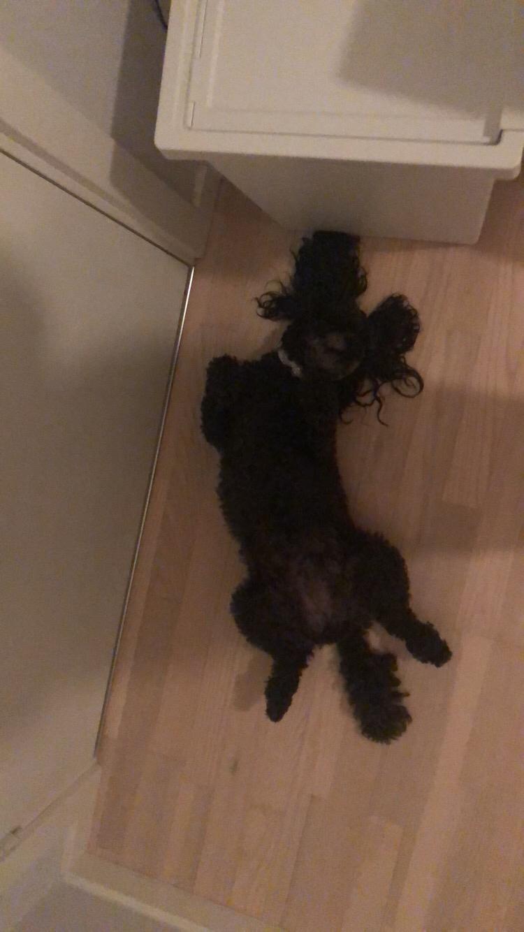 Dværgpuddel Daisy (Kennel-navn: "Vickys Beatrix") billede 13