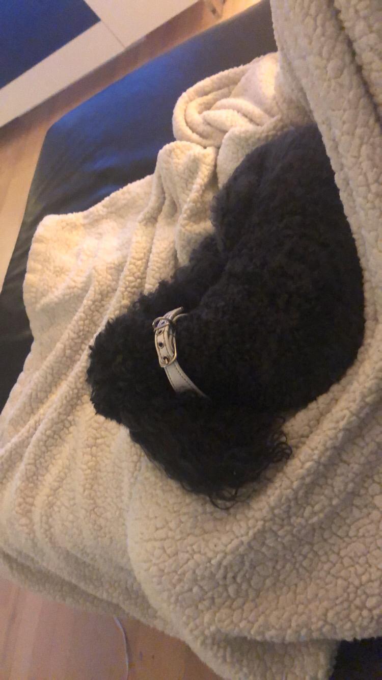 Dværgpuddel Daisy (Kennel-navn: "Vickys Beatrix") billede 15