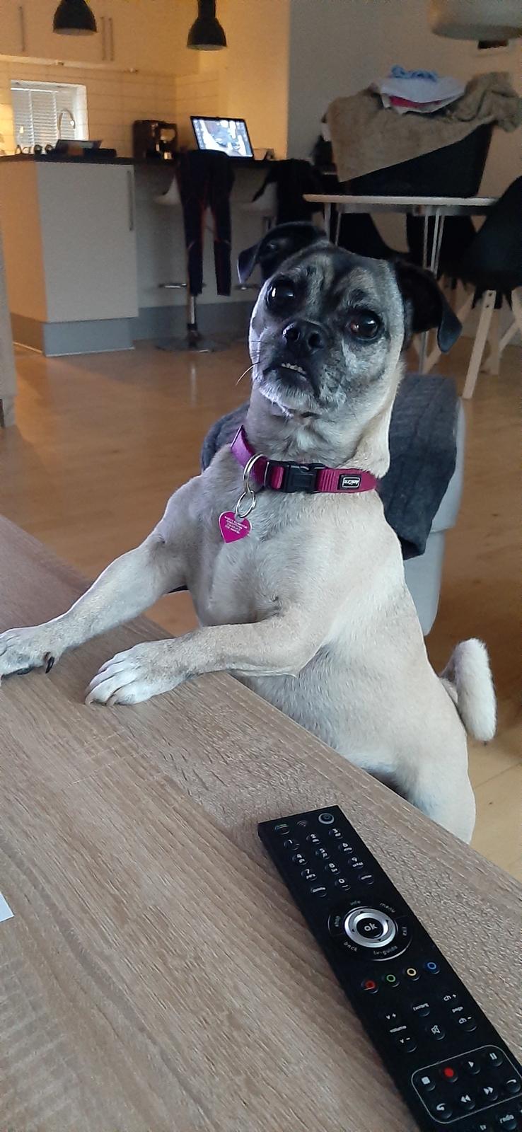 Mops LAIKA billede 5