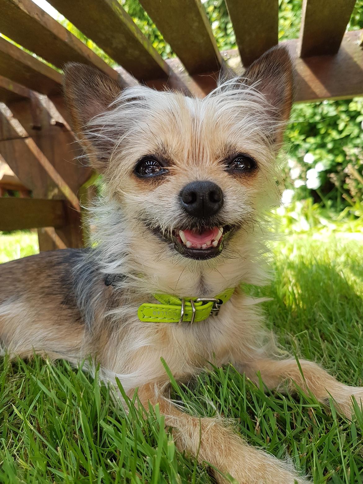 Blanding af racer Casey RIP billede 2