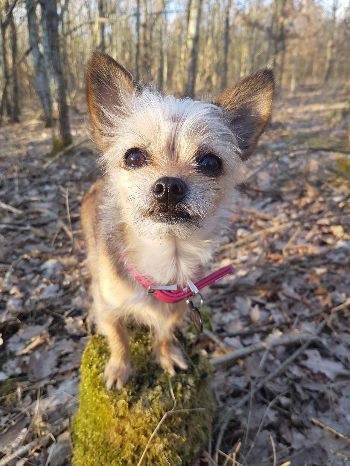 Blanding af racer Casey RIP billede 3