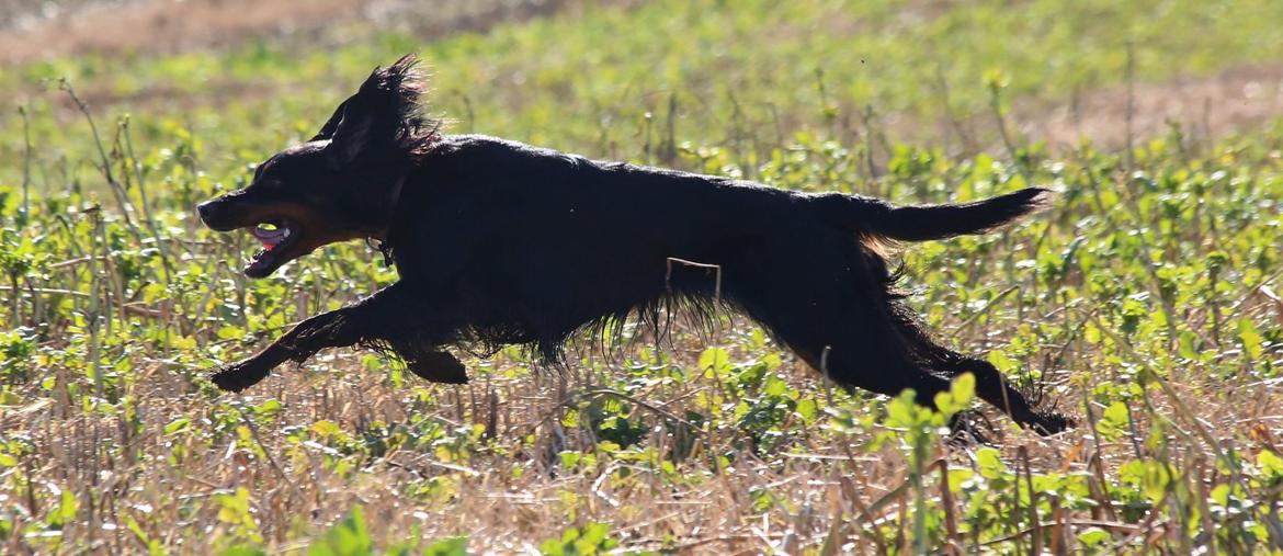 Gordon setter Øens Bellis billede 19