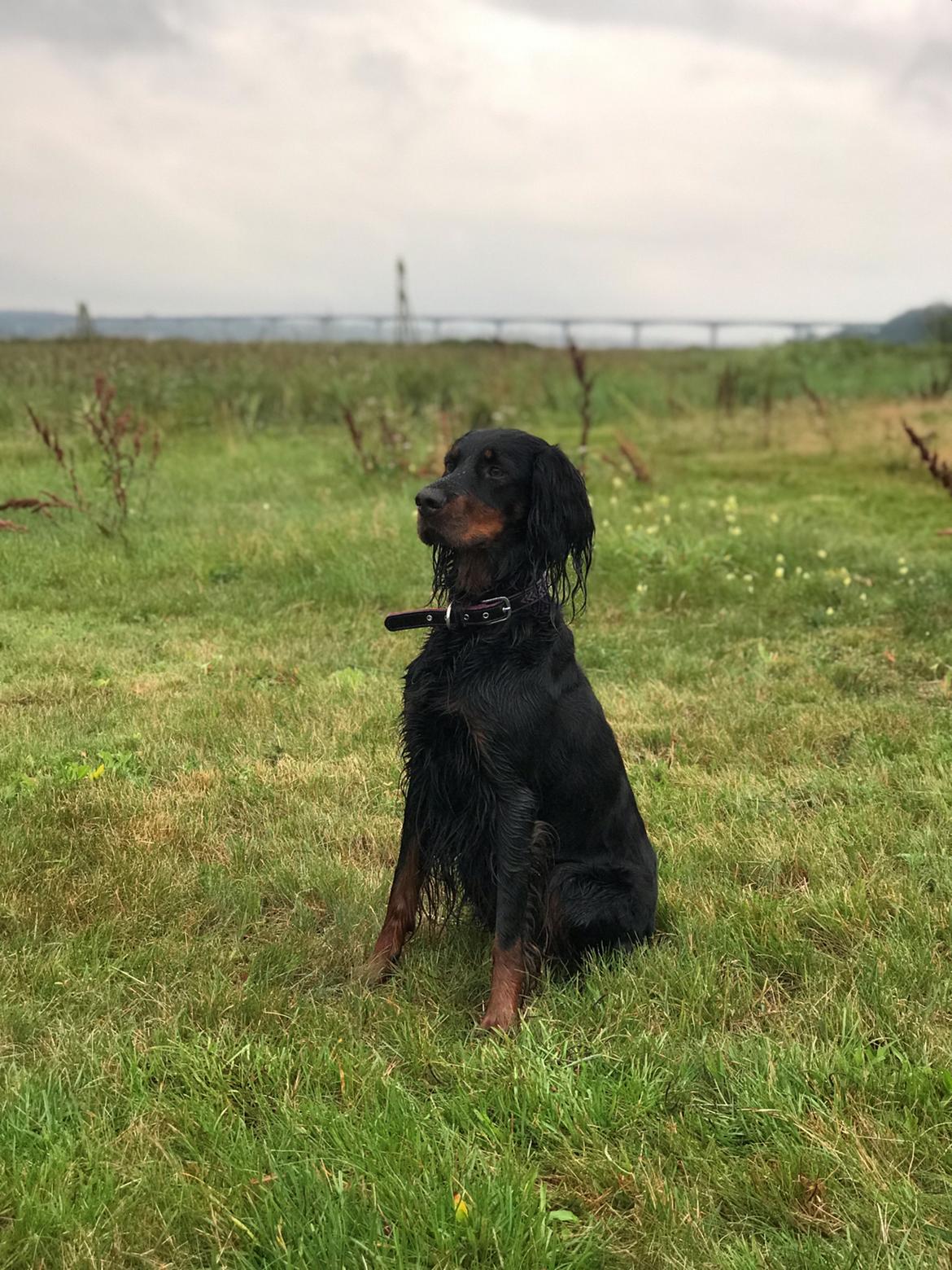 Gordon setter Øens Bellis billede 20