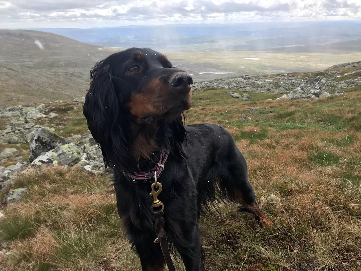 Gordon setter Øens Bellis - Bellis i Norge  billede 17