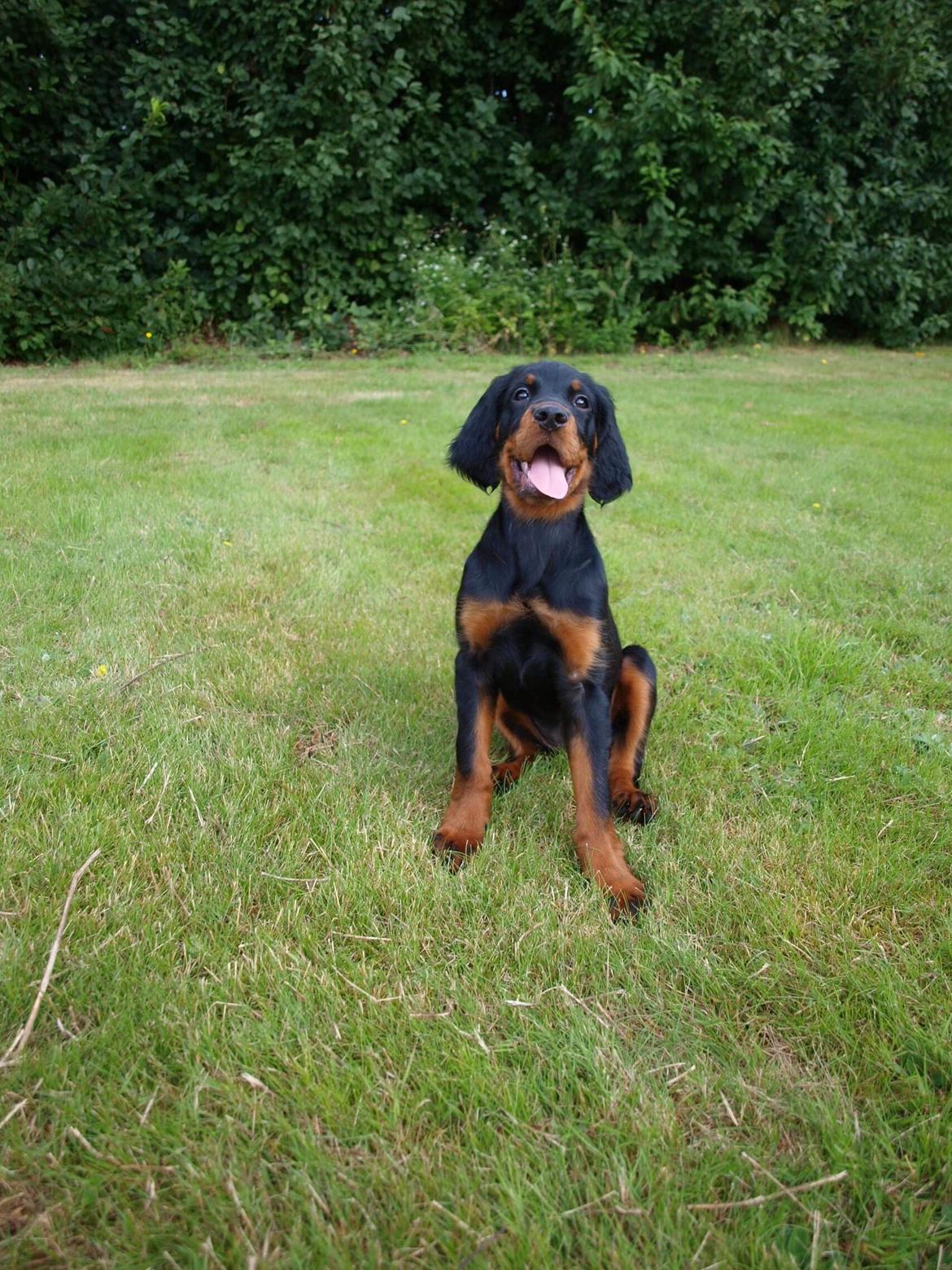 Gordon setter Syd åens Bianca billede 2
