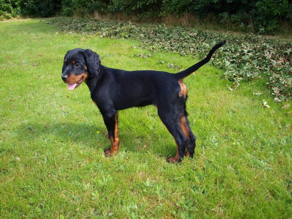 Gordon setter Syd åens Bianca billede 3